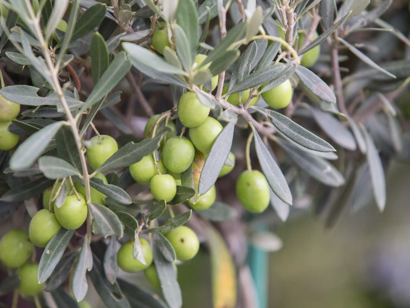 Aceite de oliva orgánico