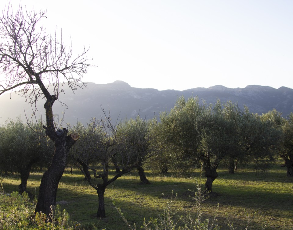 Olivar al pie de la sierra, en el interior de Alicante