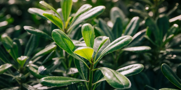 Grattitude: Aceite de oliva cuida a la tierra y a los que viven en ella